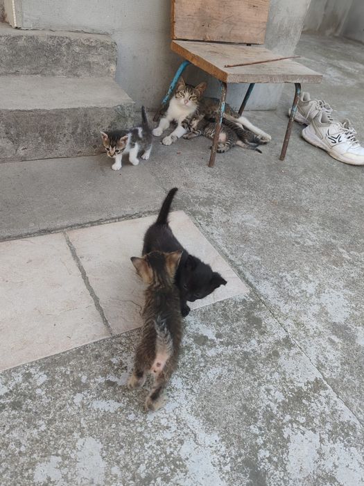 Donez pui de pisica de 2 luni