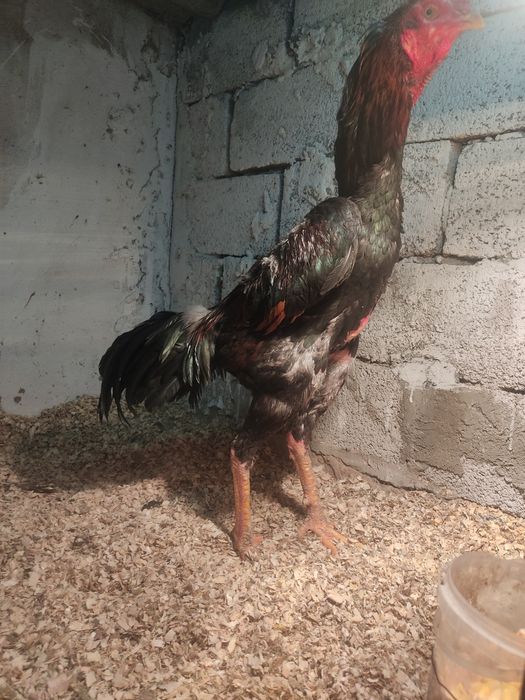 Дакан тауык кораз сатылады