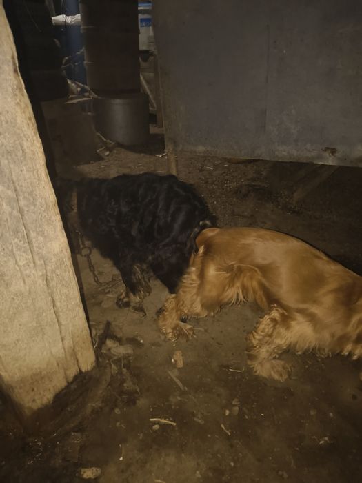 Майте животни @@@@