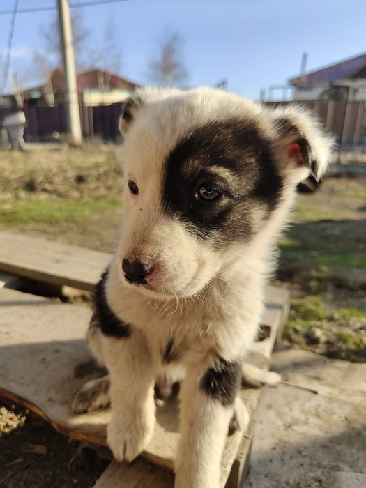 Продам щенки овчарки