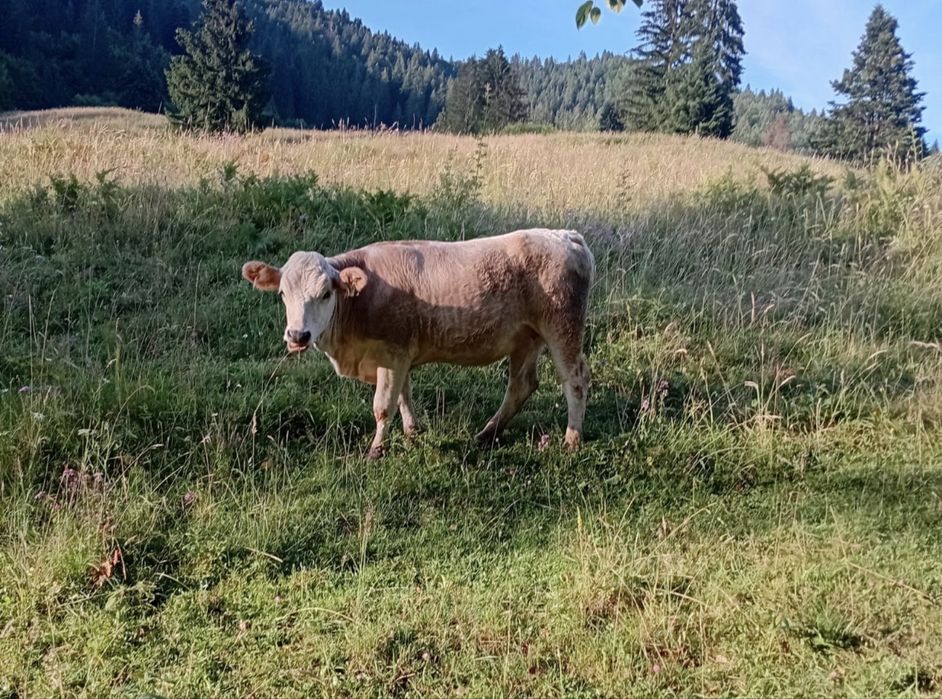Juninca de vanzare
