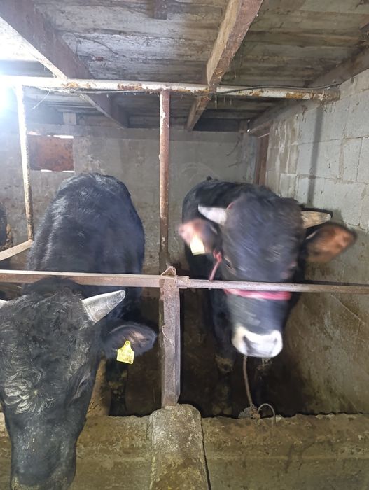 Продам бычки на откорме.