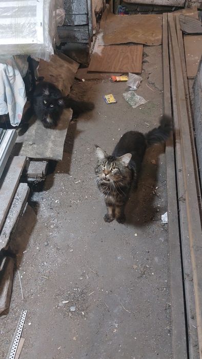 Кот мэйнкун вязка