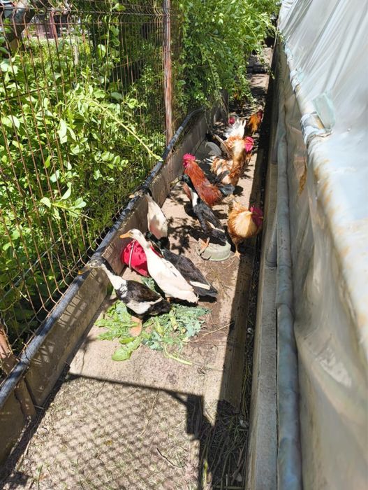 Rate alergatoare indiene vand 5 ratoi alergatoare indiene