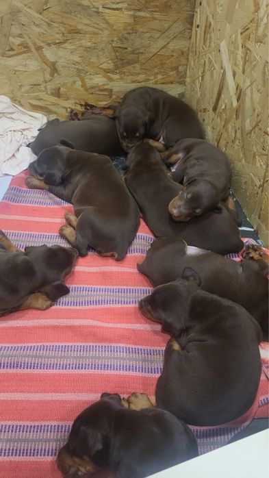 Щенки Доберман, полныц пакет документов