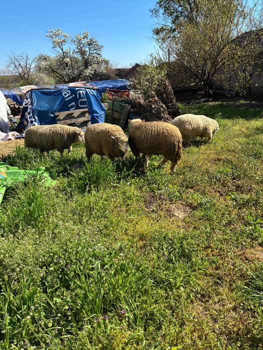 Berbecuti Il de France de monta