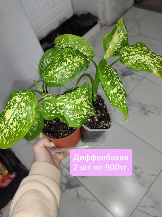 Продам комнатные цветы.