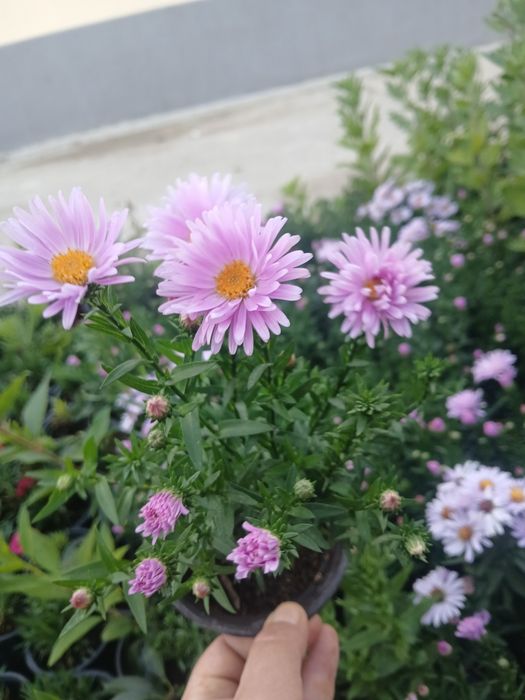 Flori perene la 15 lei