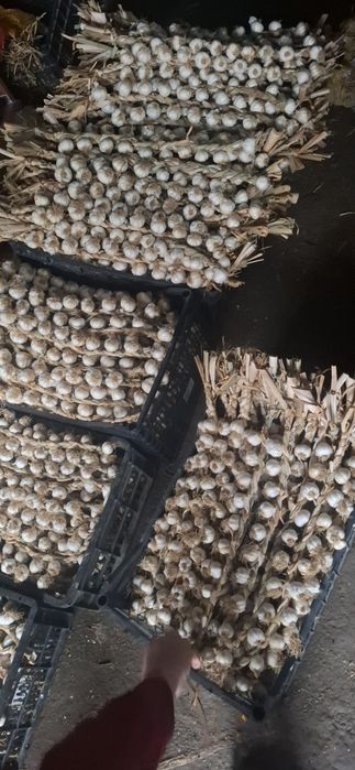 Vând urgent usturoi