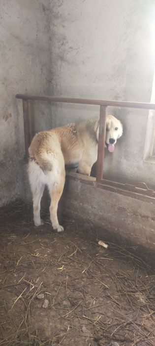 Продам кобеля алабай год ему очень добрый