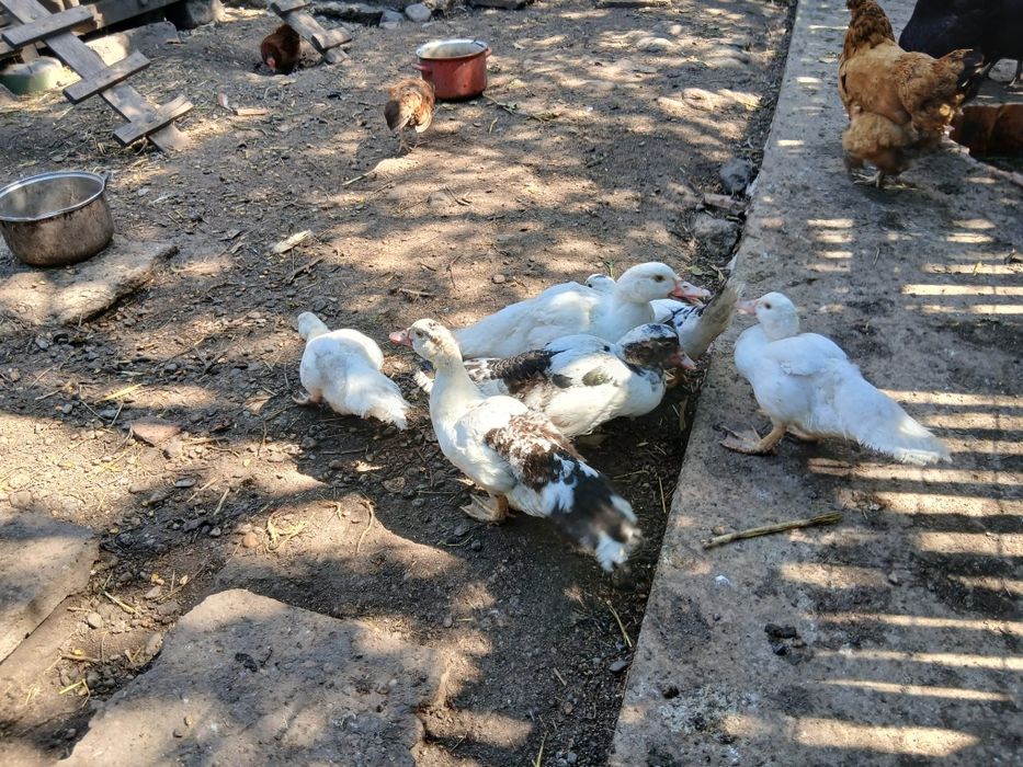 Vând 6 boboci de rață mute.