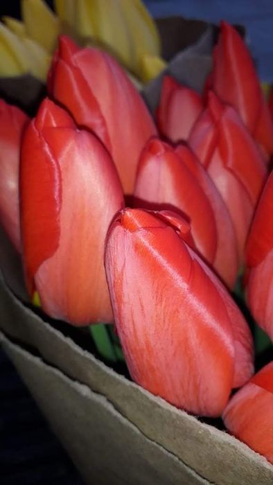 Цветы тюльпаны ОПТОМ и розницу