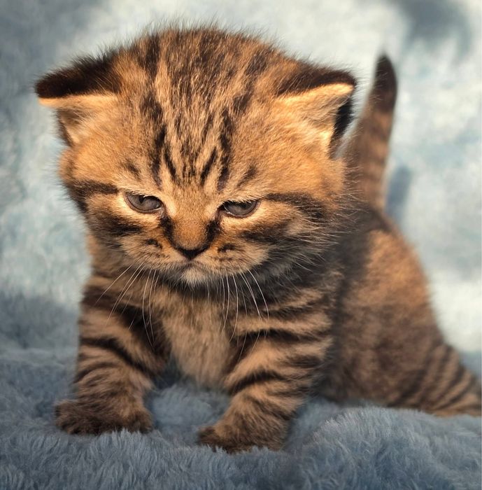 American shorthair mascul