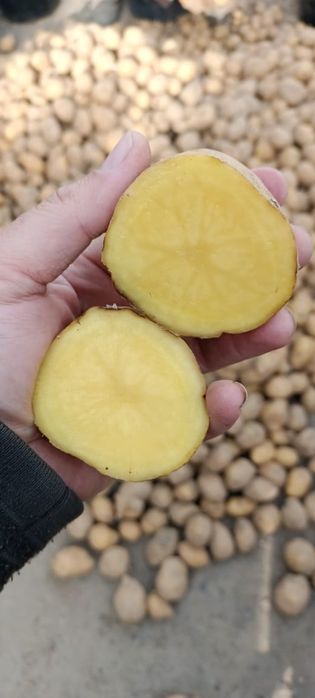 Семена картошки сорт Гала