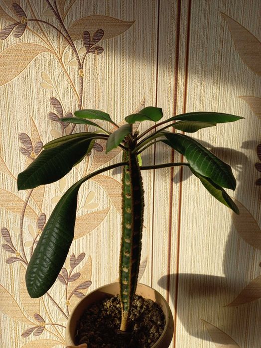 Молочай беложильчатый