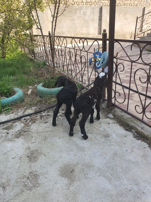 Козылар 1-айлык продаю