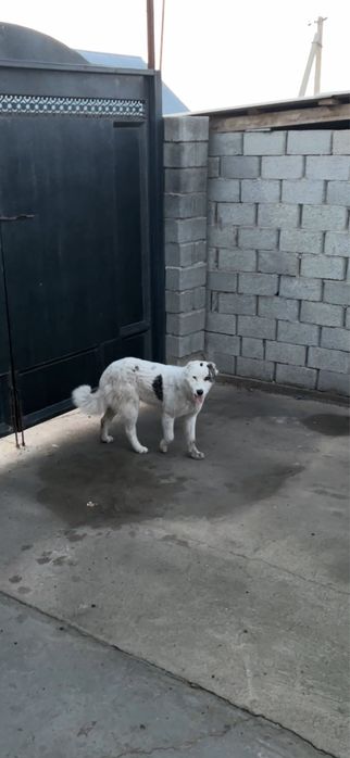 Қарайтын адам болмай тұр