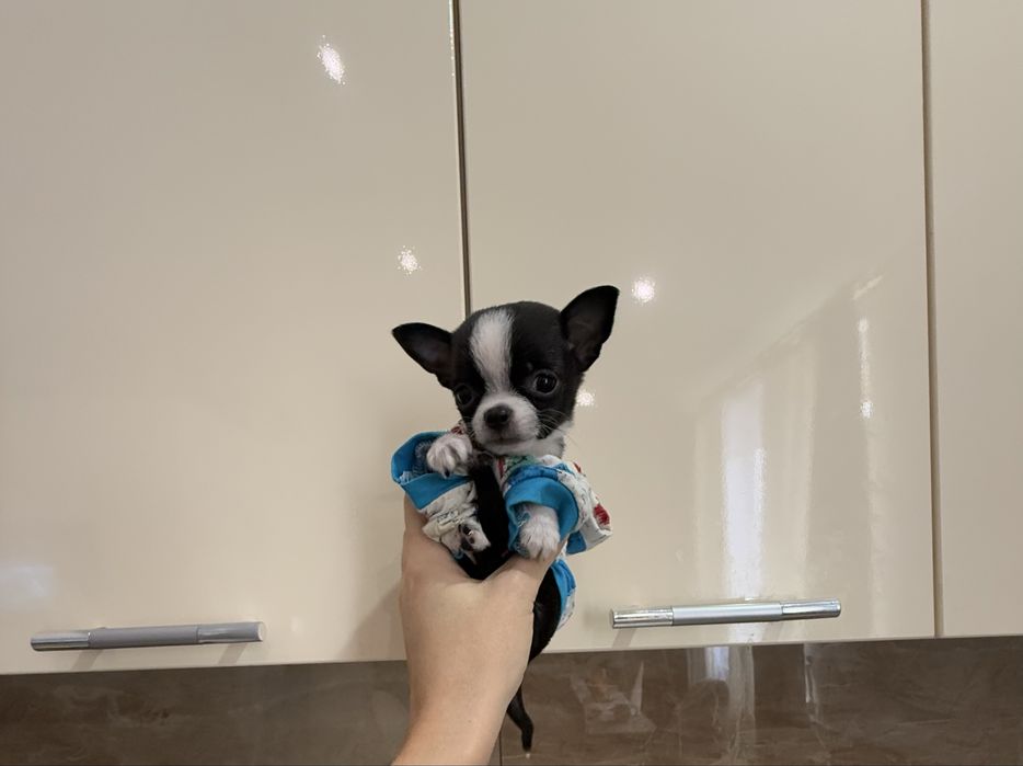 Карманная собачка щенки микро и мини