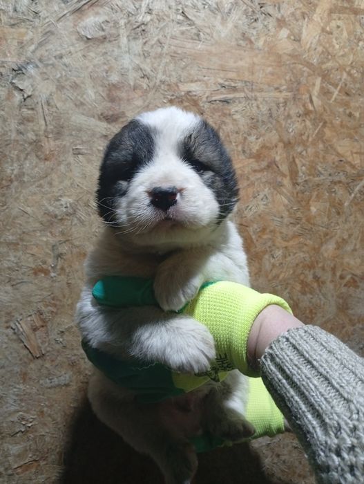 Продам щенка САО Алабай