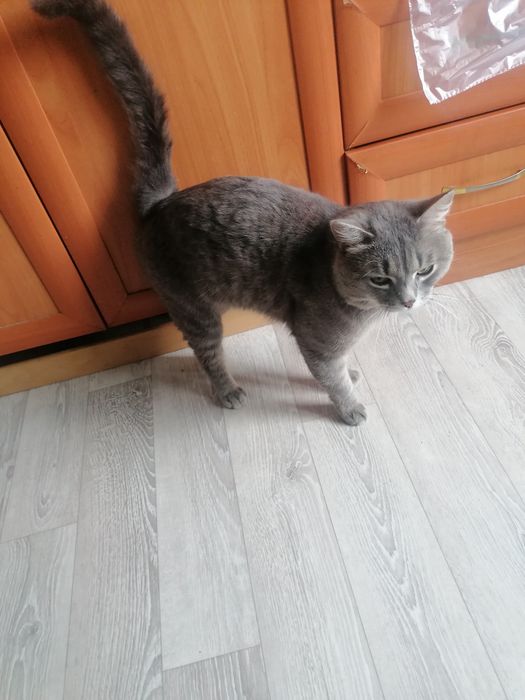 !!!Срочно!!! Отдам в добрые руки кота.