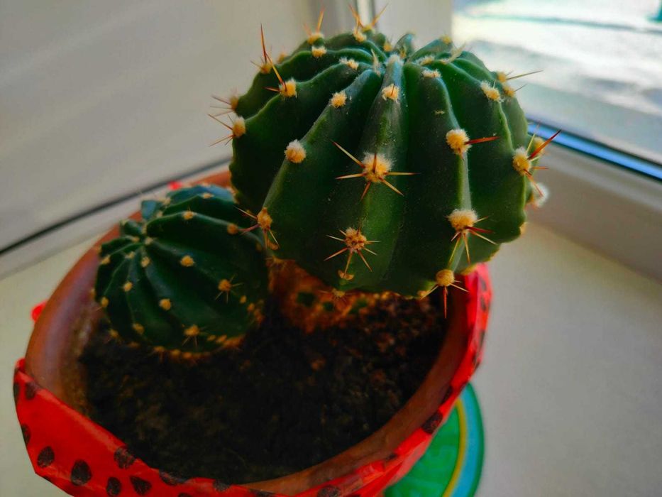 Комнатный цветок Кактус