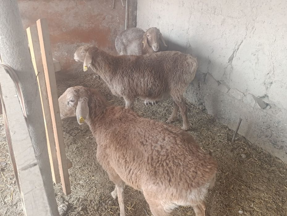 Арашан куйлар сотилади