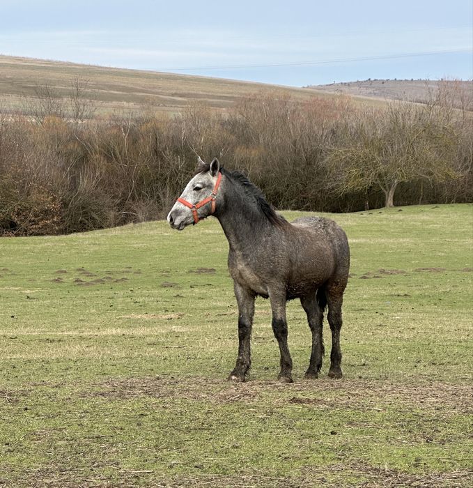 Manz de 8 luni de vanzare !