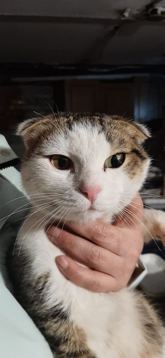 Молодой вислоухий котик ищет семью