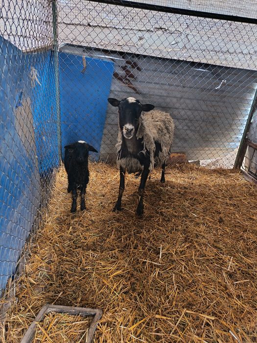 Рамановские бараны