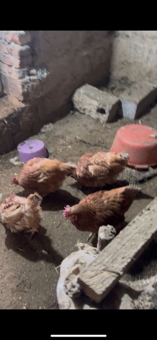 ломан браун 3000 тг