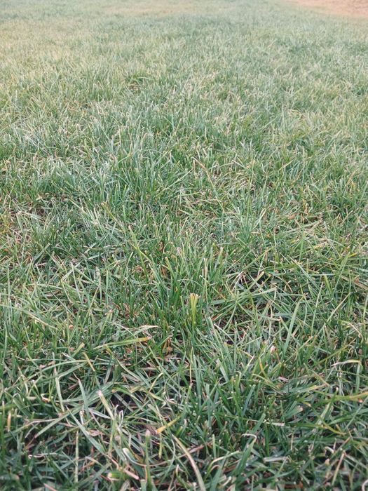 Готовый Газон. Рулонный газон. Дере