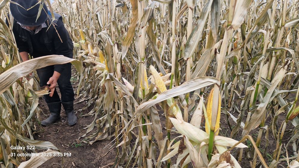 Baloti siloz din porumb 2025