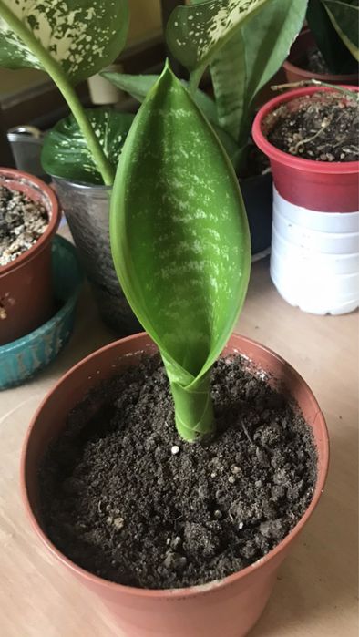 Сансевиерия   Блек Драгон, Ханни