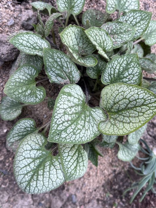 Садовые растения Алматы