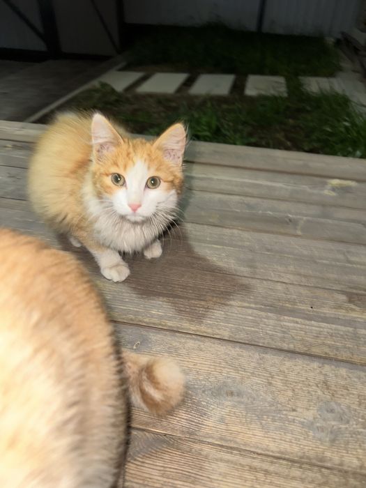 Котенок ищет дом