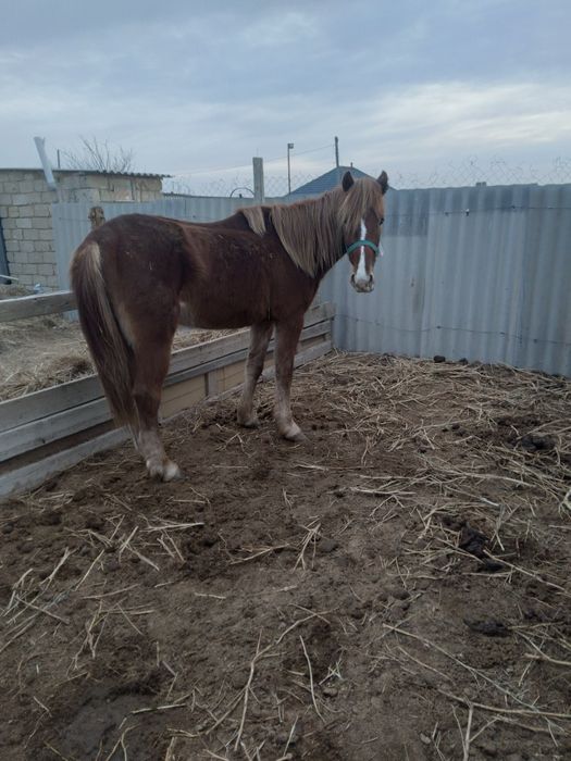 Аиғыр сатылады мінгі