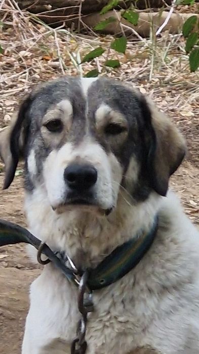 ЛасКовАя СоБачКа ,оТлиЧный КомПаньеН