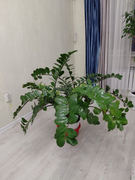 Долларовый цветок (Замиокулькас)