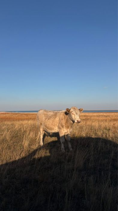 Продам бычков 20 голов