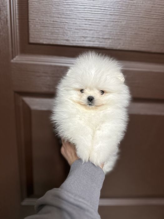 Мини Померан.