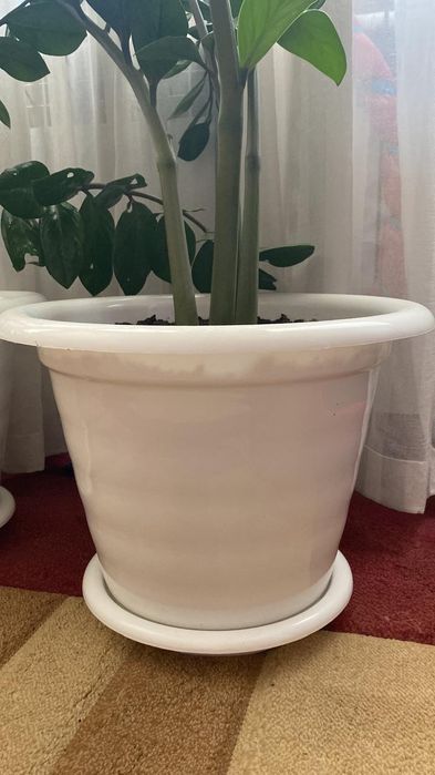 Цветы комнатные доллар