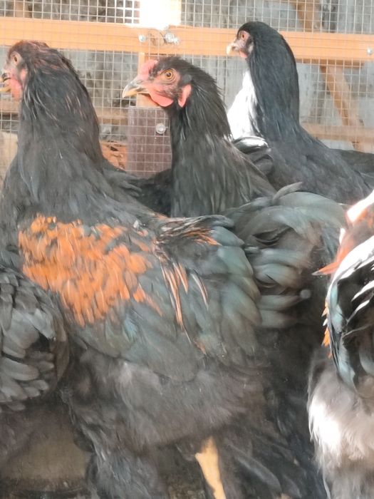 Продам курей,петухов