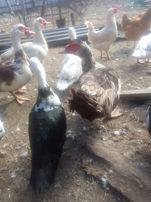 Продам индоутки на племя