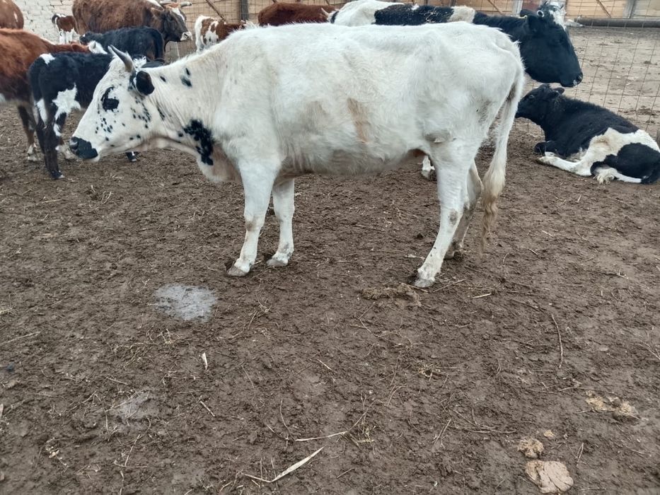 Ақ Қашар бойдақ бордақыланған