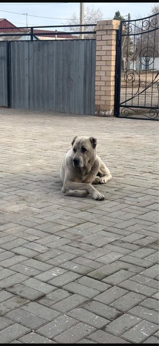 Продам Тобет.                        .