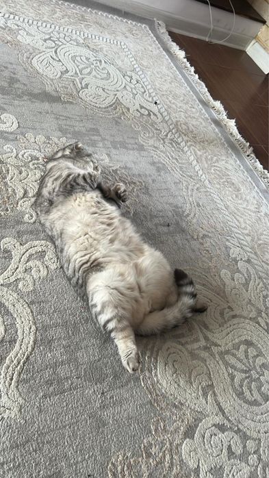 Отдам кота в добрые руки