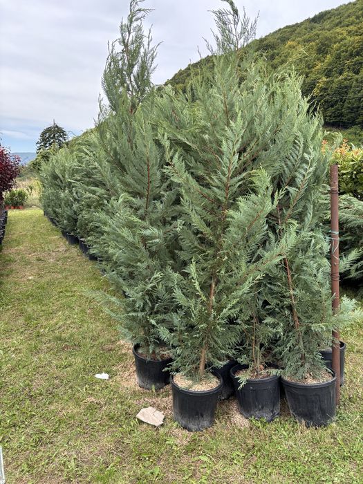 Tuia leylandii gazon rulou super oferta