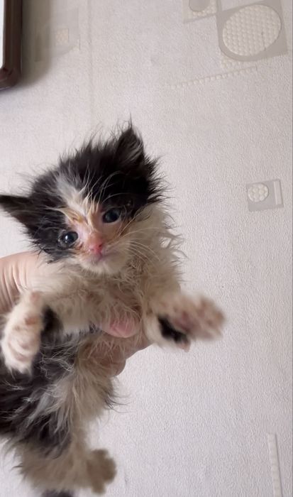 Котята в добрые руки бесплатно