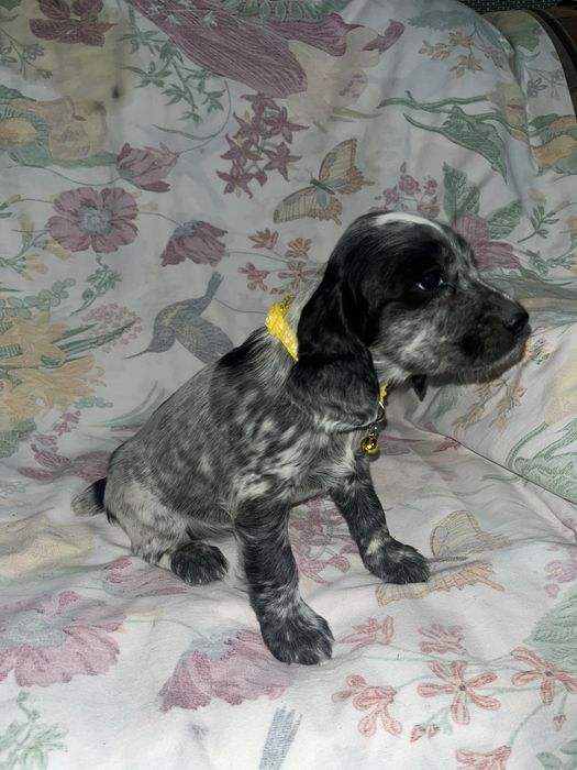 Русский охотничий спаниель