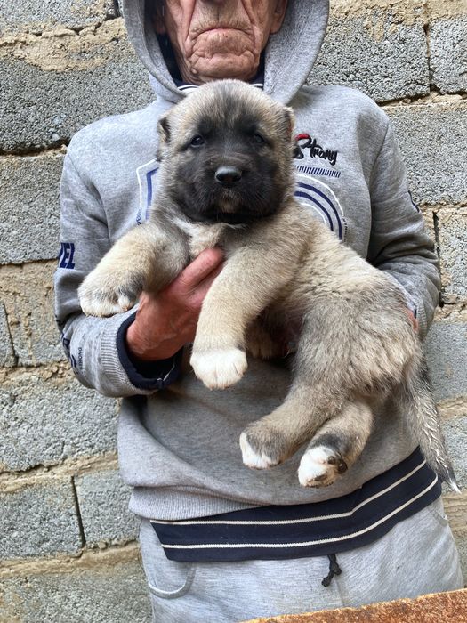 Щенок Турецкого Кангала ( чистокровный )